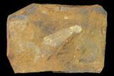 Paleocene Winged Maple Seed (Acer) Fossil - North Dakota #145328-1